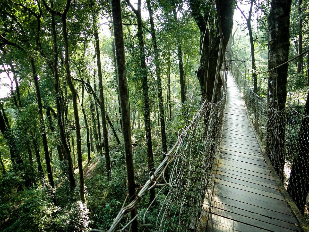canopy walk